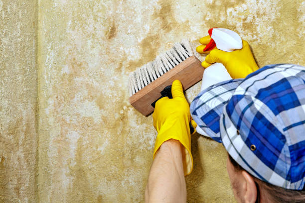 Best Mold Documentation for Insurance Claims  in Greenwood, DE