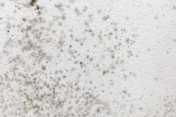 Mold Remediation for Vacation Homes in Greenwood, DE