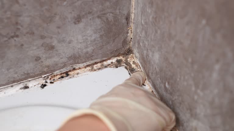 Best Comprehensive Air Testing for Mold Contaminants  in Greenwood, DE